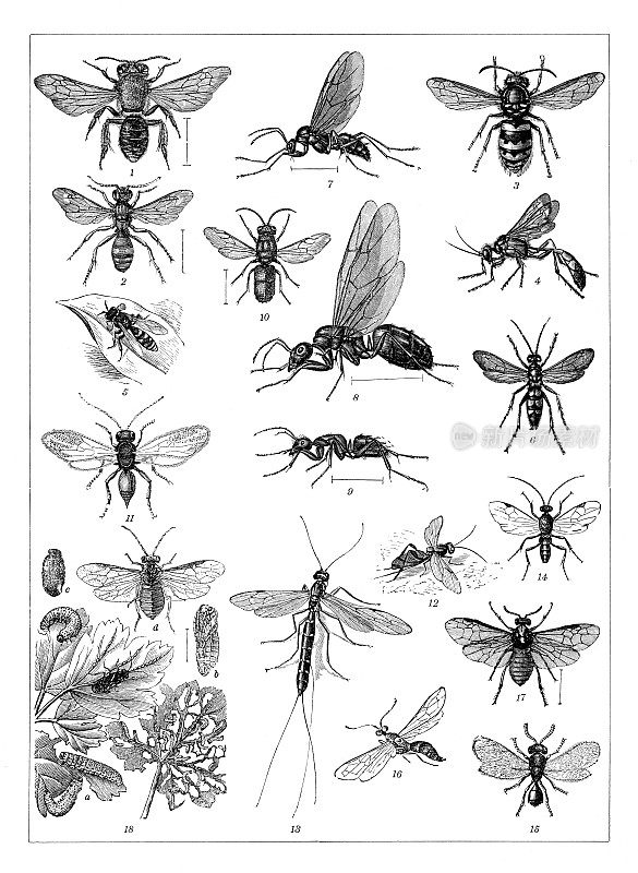 在白色背景上画的昆虫群1898年