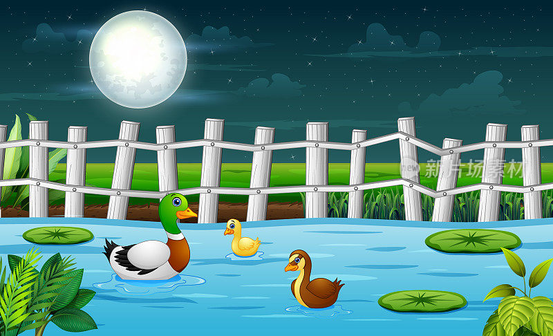 晚上，一只鸭妈妈和她的小鸭子在池塘里游泳