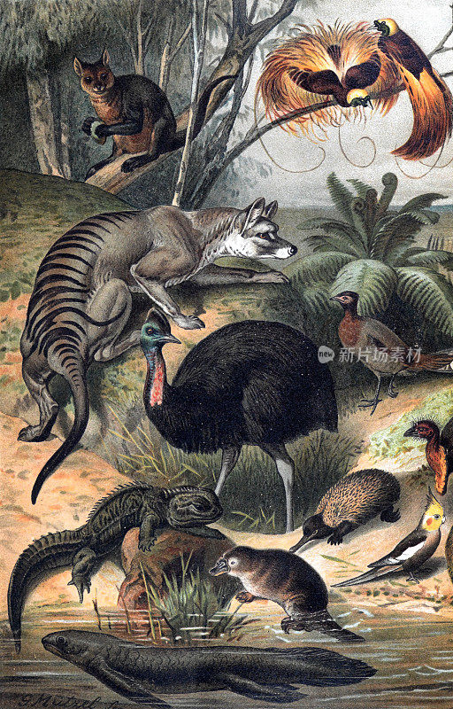 收藏鸵鸟，鸟类，鹿等野生动物。热带环境中的野生动物插图。手绘。