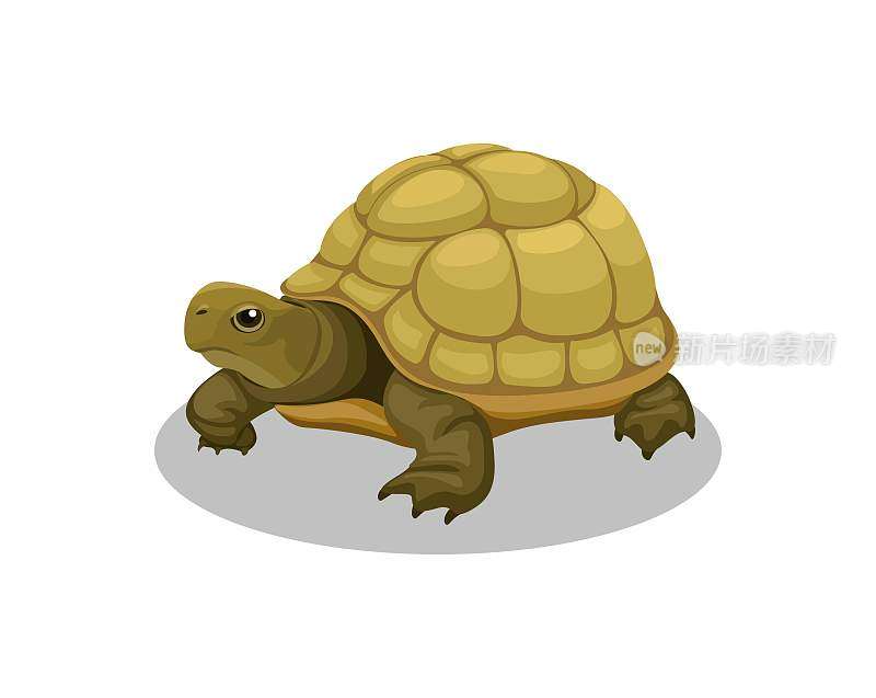 海龟两栖动物卡通插图向量