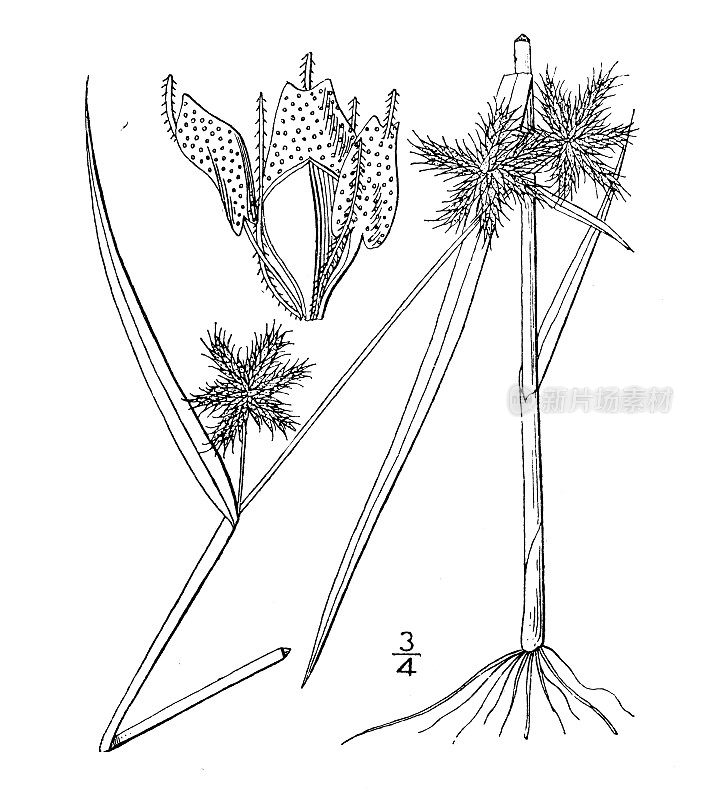 古植物学植物插图:富林纳、西富林纳