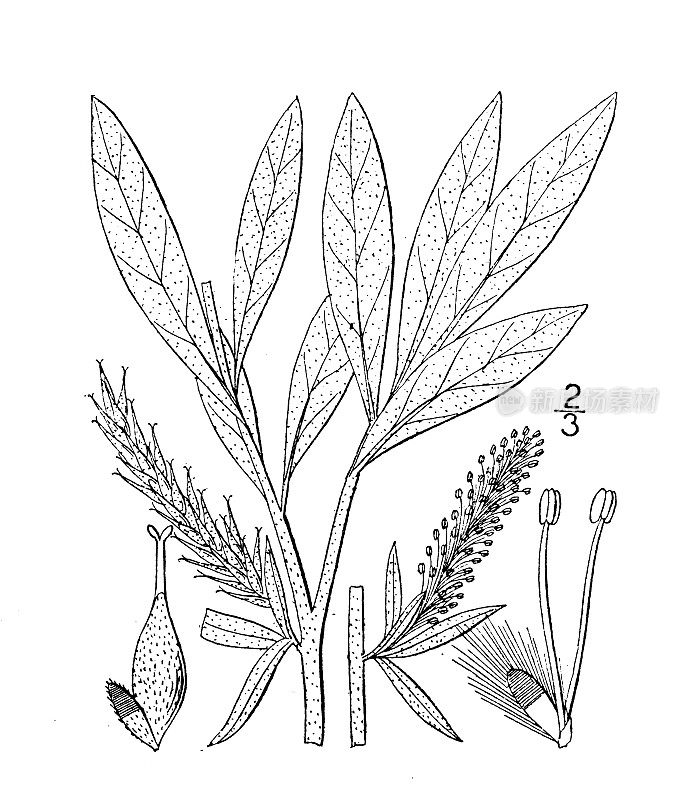 古植物学植物插图:念珠柳、白柳