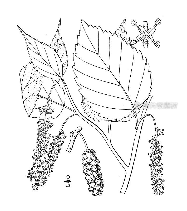 古植物学植物插图:桑椹、红桑椹