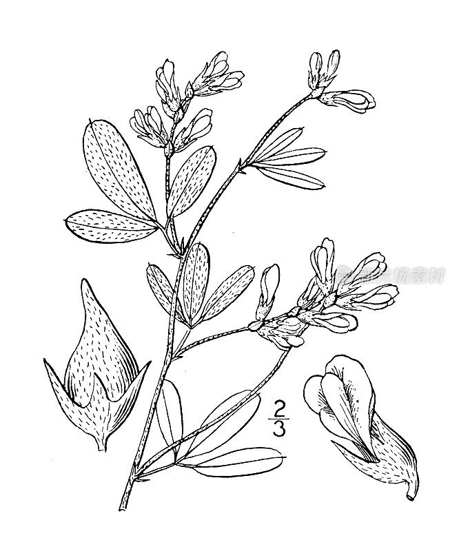 古植物学植物插图:补骨脂，内布拉斯加州补骨脂