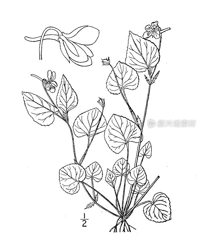 古董植物学植物插图:堇菜，长刺紫罗兰