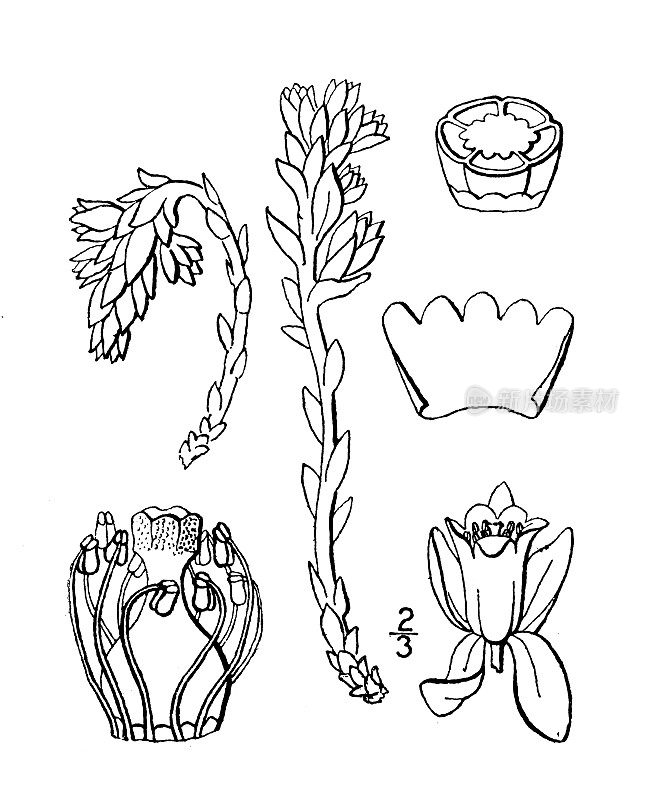 古植物学植物插图:臭松、甜松汁