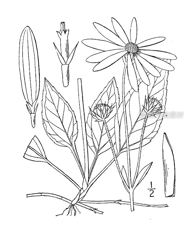 古植物学植物插图:西洋向日葵，少叶向日葵