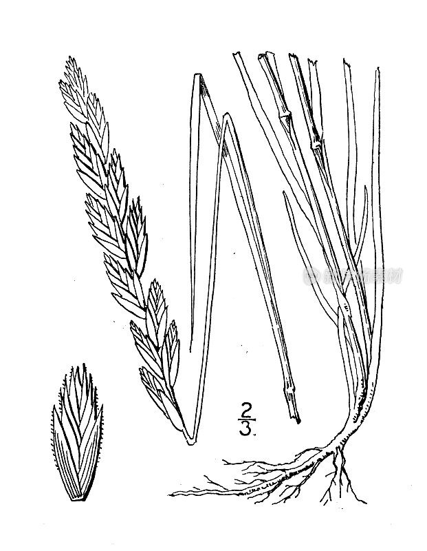 古董植物学植物插图:冰草,海岸麦草