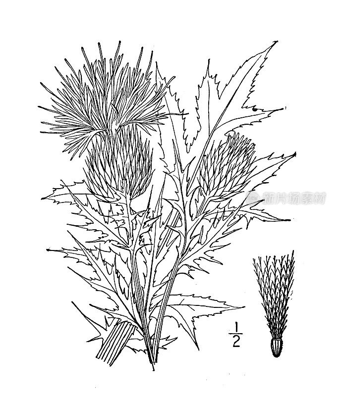 古植物学植物插图:卡杜斯变色，野蓟