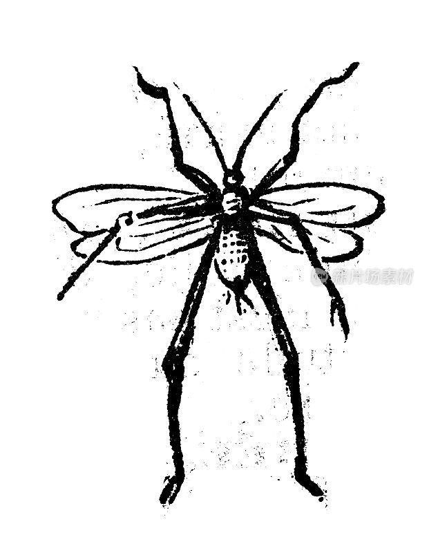 古玩雕刻插图:蚜虫
