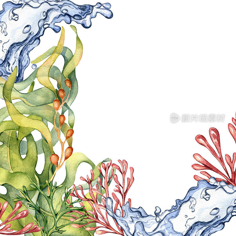 框架的彩色海洋植物水彩插图孤立在白色。