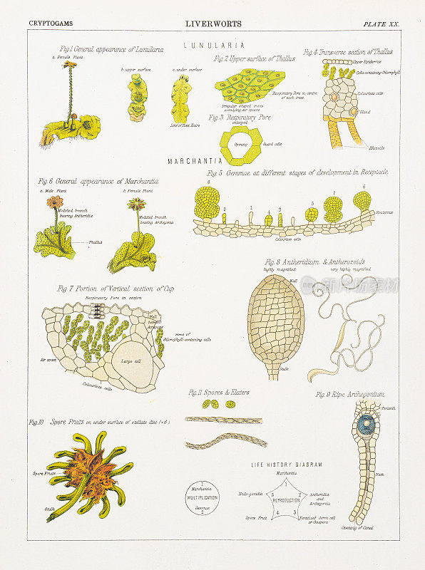 苔草色版印刷术1883年