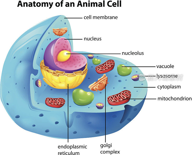 解剖动物细胞