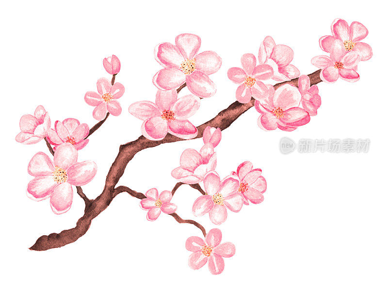 水彩枝头绽放樱花，樱花树上满是鲜花