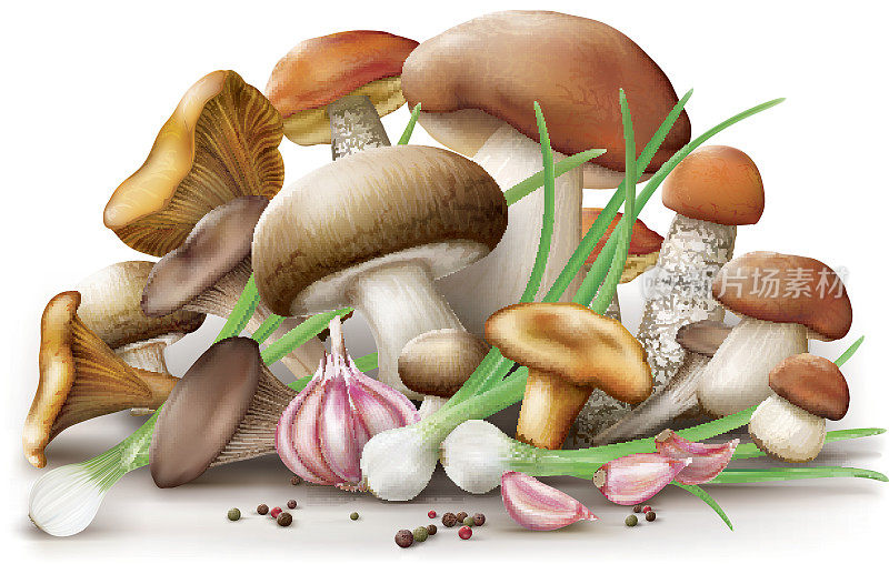 不同的食用蘑菇