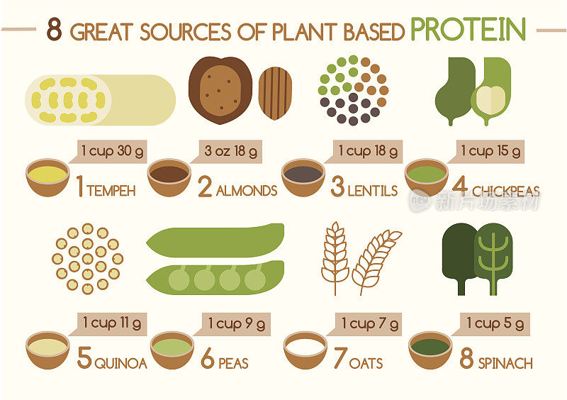 八种植物基插画蛋白来源