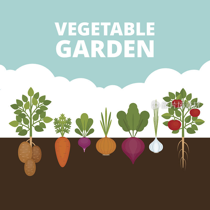 菜园横幅。有机健康食品。有根菜的海报。平面风格，矢量插图。