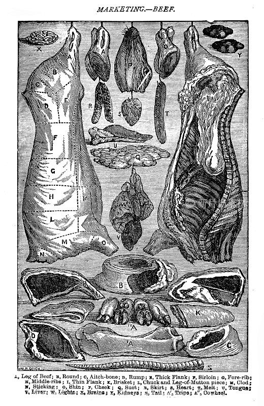 维多利亚时代销售牛肉图表的插图;19世纪给家庭主妇的烹饪建议和烹饪的框架和文本;出自比顿夫人1899年的烹饪书