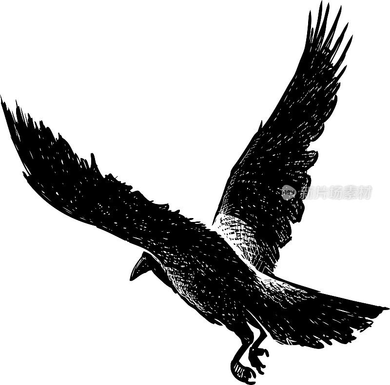 飞翔的黑乌鸦