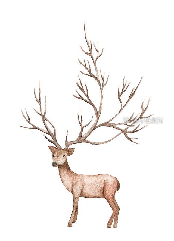 水彩插图孤立的鹿，大鹿角，山树枝