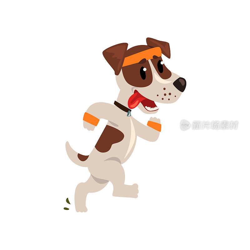 可爱的杰克罗素梗运动员跑步把他的舌头，有趣的运动宠物狗角色做运动矢量插图在白色的背景