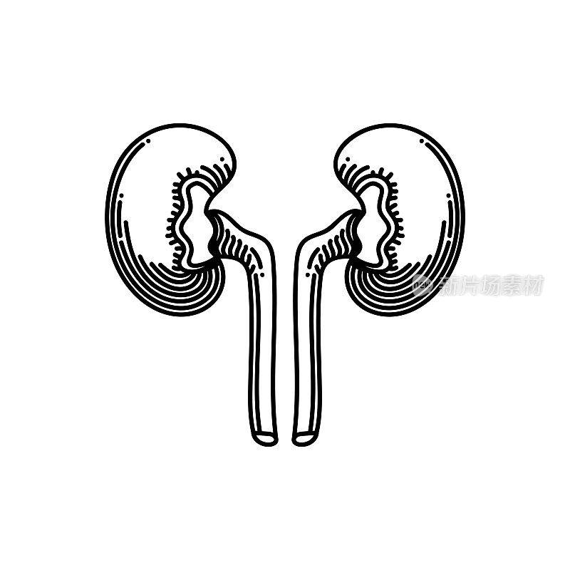 肾线图标，草图设计，像素完美，可编辑笔触。标志、标志、符号。