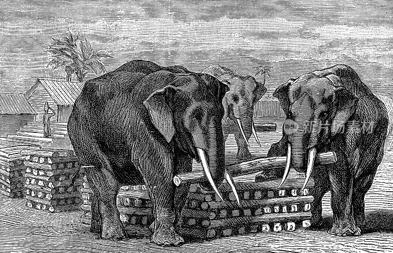 19世纪，印度象在泰国运输原木
