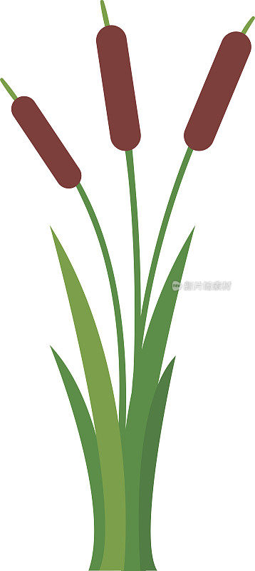 芦苇和香蒲矢量插图。