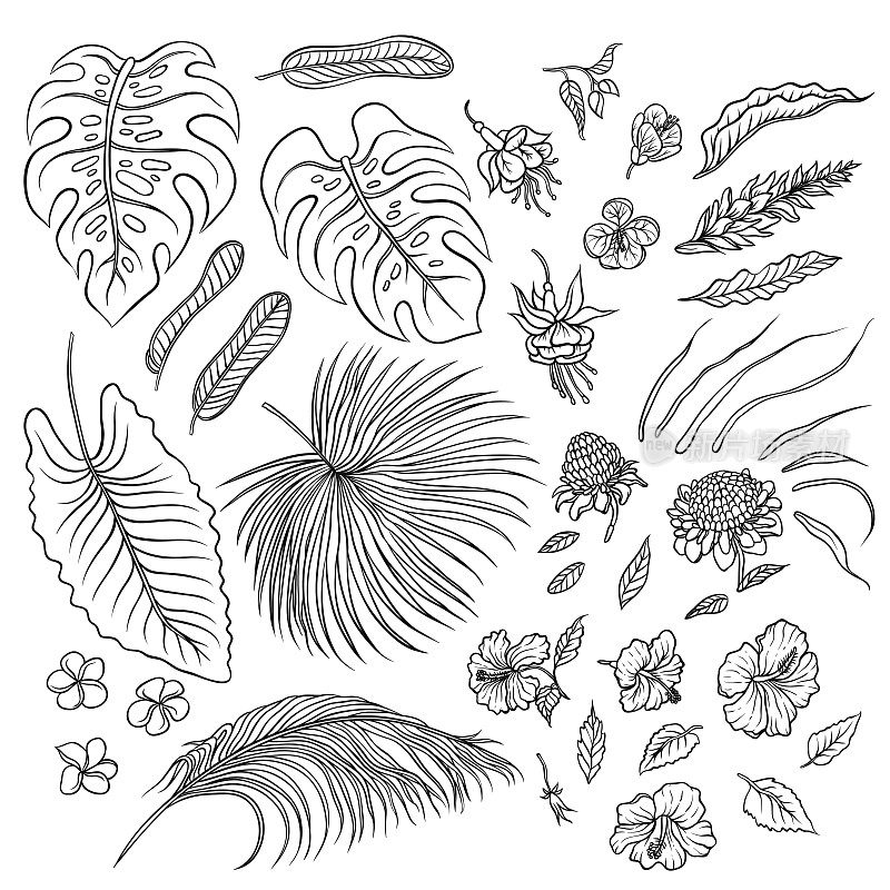 矢量草图黑色和白色的孤立元素集。热带植物的叶子和奇异的花蕾。图片轮廓图收集季风雨林草本和植被