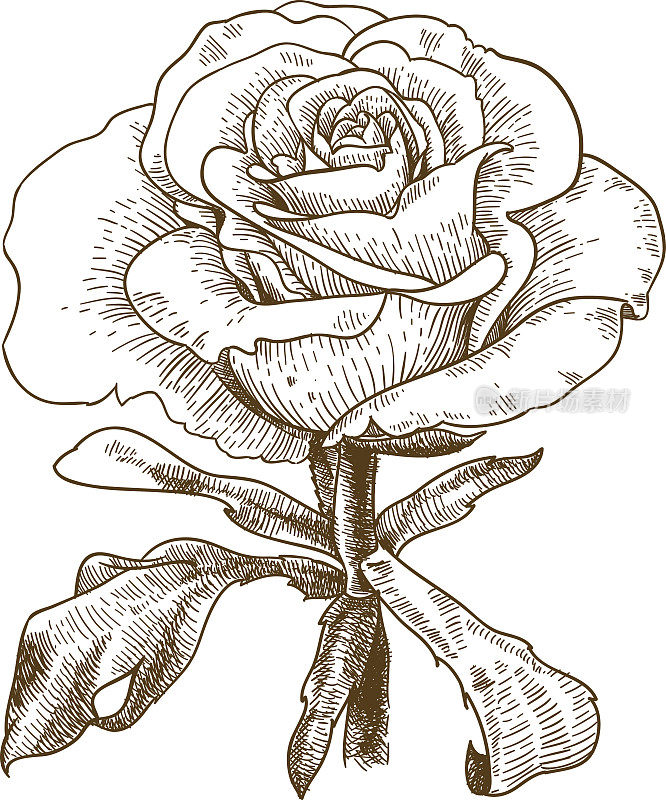 雕刻的玫瑰花插图