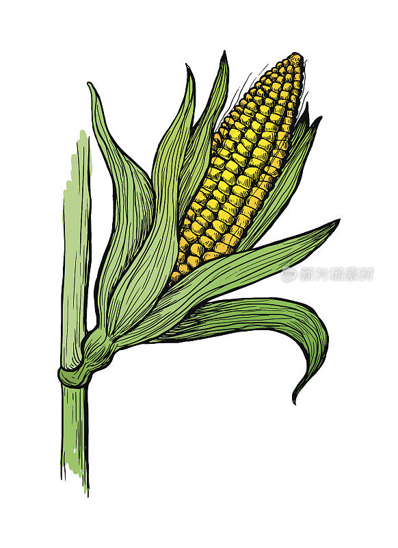 玉米秸秆示意图