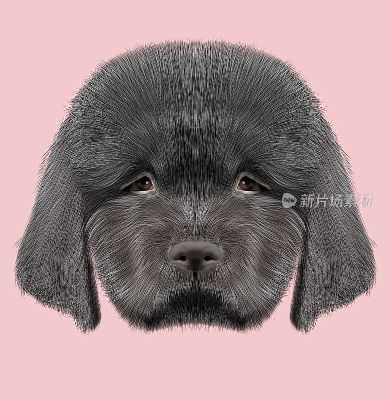 纽芬兰小狗的插图肖像。
