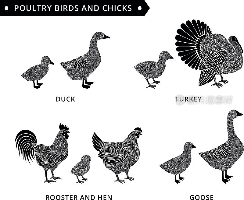 家禽和小鸡:鸭子，公鸡，小鸡，鹅，母鸡，火鸡。
