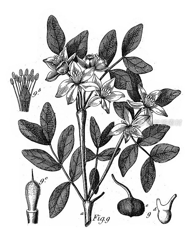 愈创木，多科栽培植物，多为雕花古插图，1851年出版