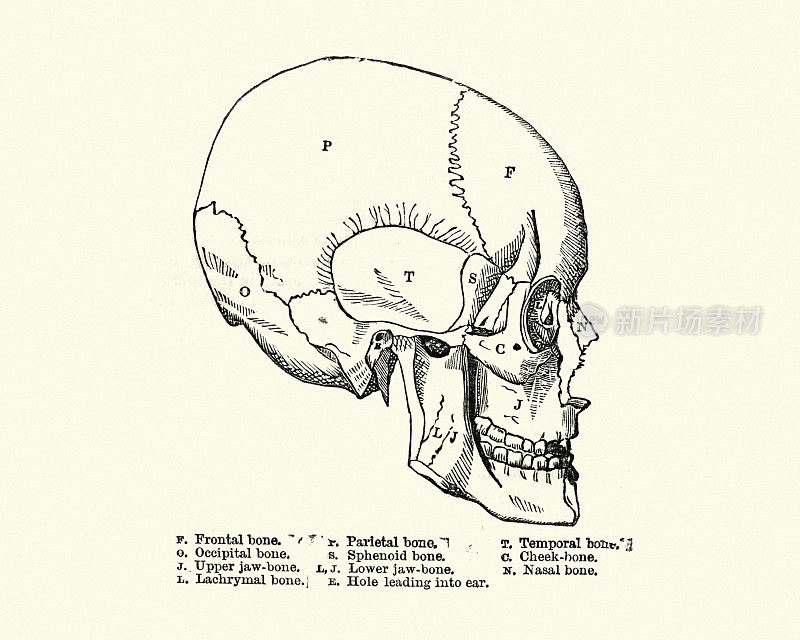 19世纪人类头骨的医学剖面图