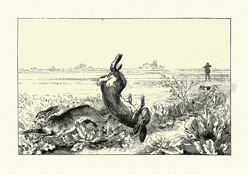 19世纪的维多利亚时代，猎人和农夫在田野里打兔子