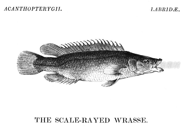 Scale-rayed濑鱼鱼