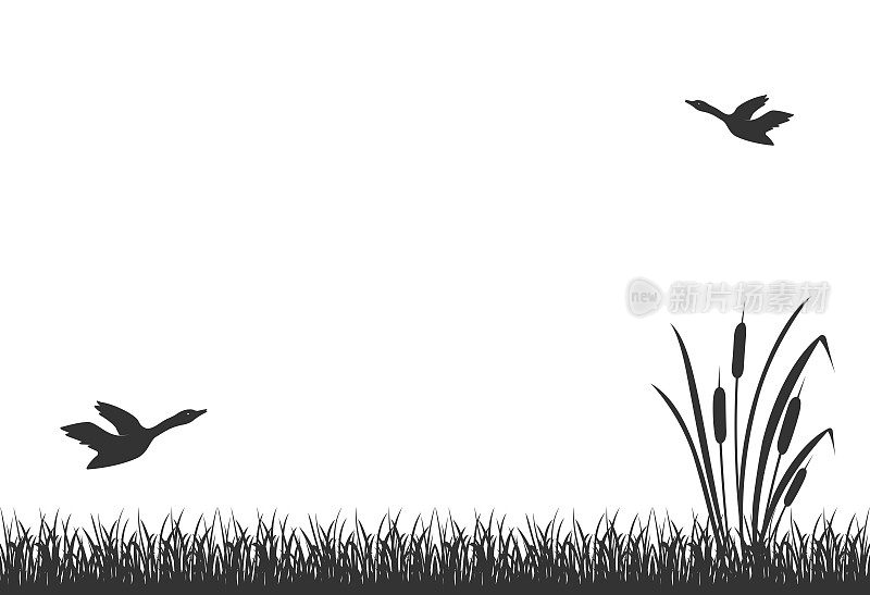 沼泽草的黑色剪影，芦苇和飞鸭。湖芦苇,背景。