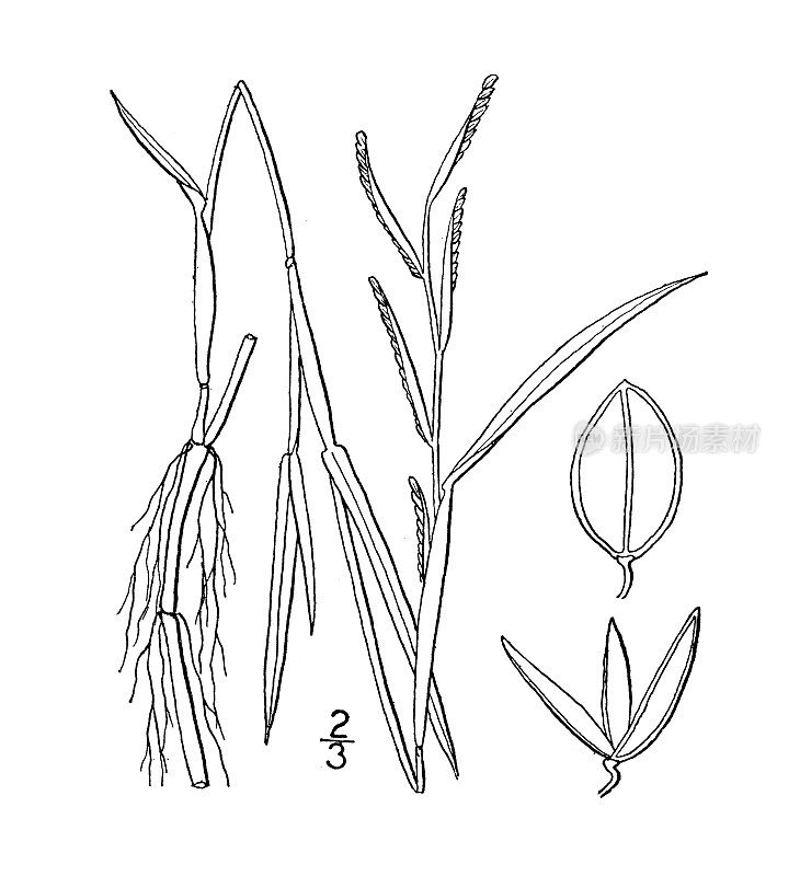古董植物学植物插图:膜片雀稗，沃尔特雀稗