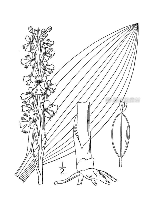古董植物学植物插图:Habenaria心理代码，较小的紫色穗状兰花