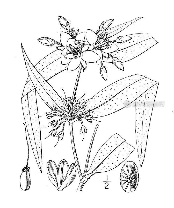 古植物学植物插图:紫露苔草、之字形蜘蛛草