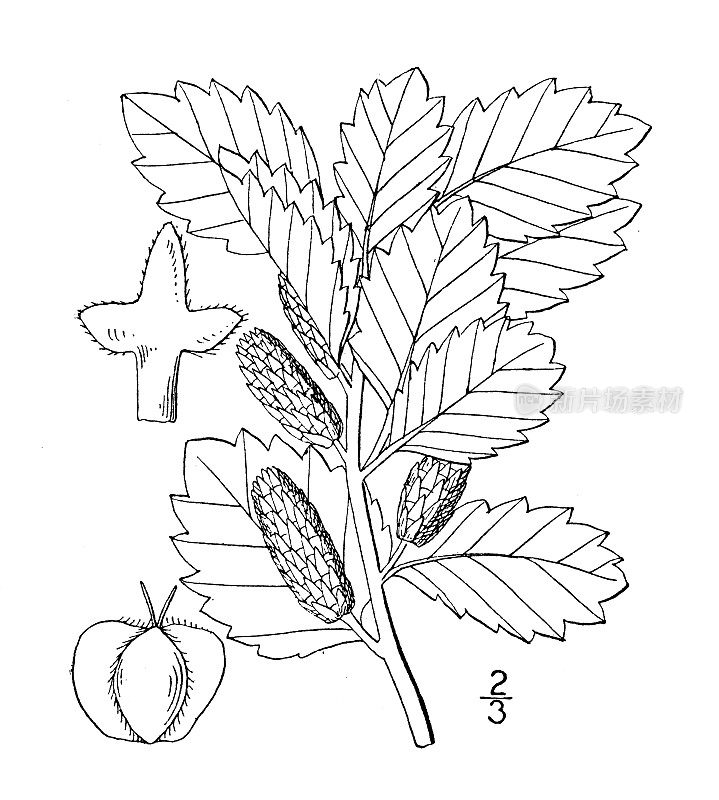 古植物学植物插图:桦树，低桦树