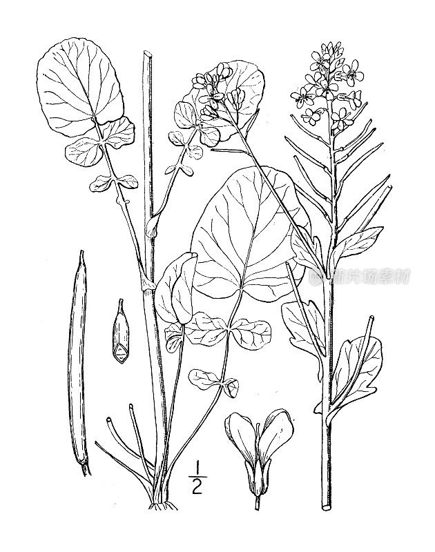 古董植物学植物插图:巴巴里巴巴里，黄色火箭或西洋菜