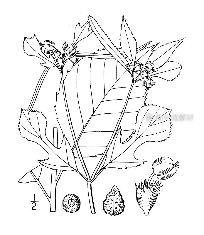 古植物学植物插图:大戟，各种大戟