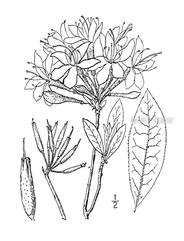 古植物学植物插图:杜鹃花、紫杜鹃花