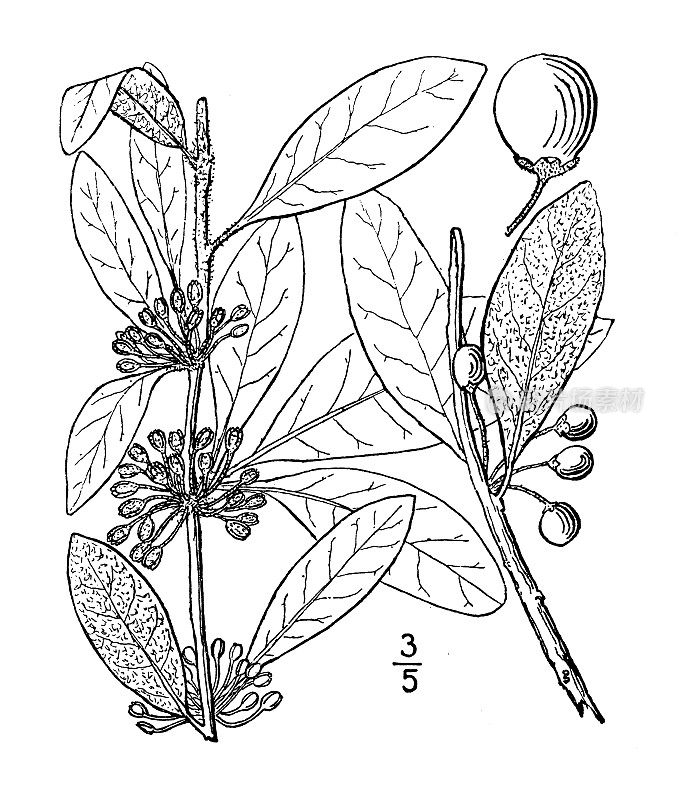 古植物学植物插图:羊毛沙棘