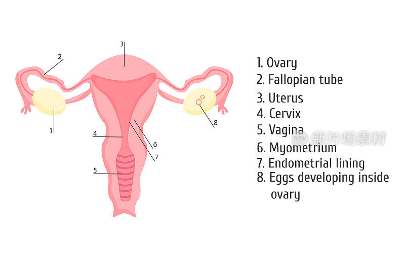 女性生殖器官。信息图,矢量图