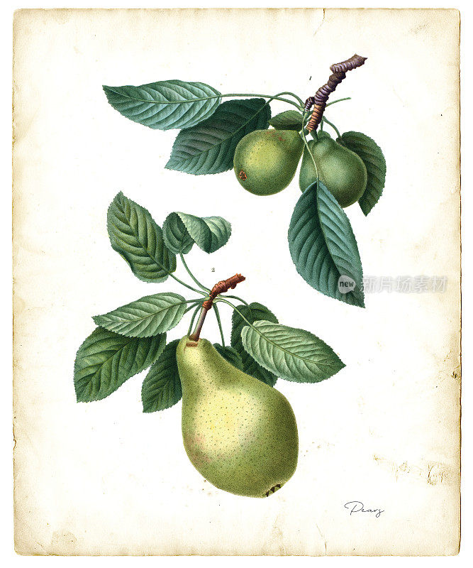 梨水果插图1819