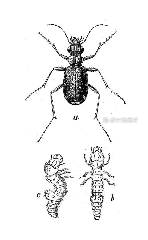 仿古生物动物学图像:西葫芦