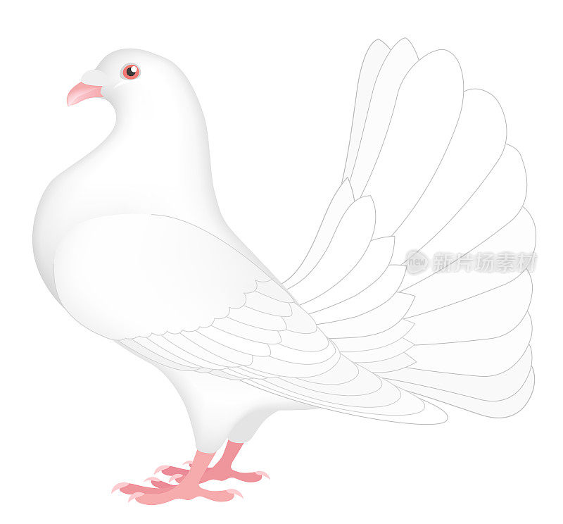 一只白色扇尾鸽被隔离在白色的背景上